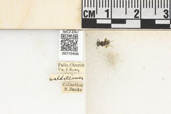 Media type: image;   Entomology 770406 Aspect: Labels
